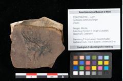 Foto (Objekt + Etikett) von Cystoseira communis Unger (NHMW-GEO-2024-0188-0100)